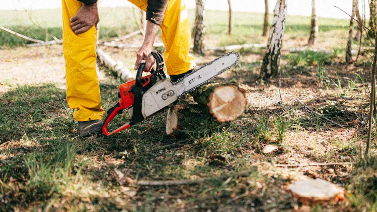 The Steps Involved in Our Tree Care Process in Buchanan Dam, TX